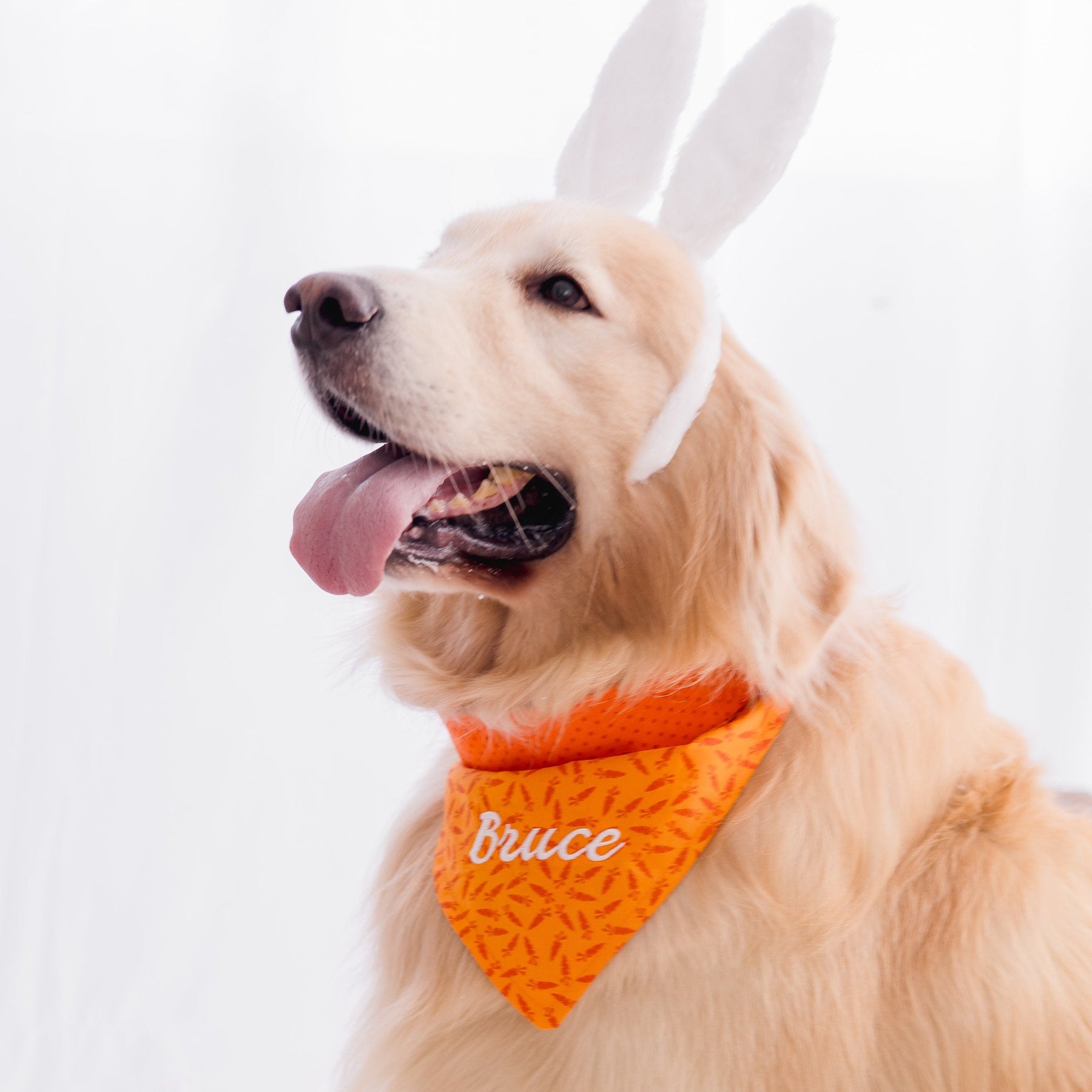 Bandana Personalizada Bunny - Cenouras