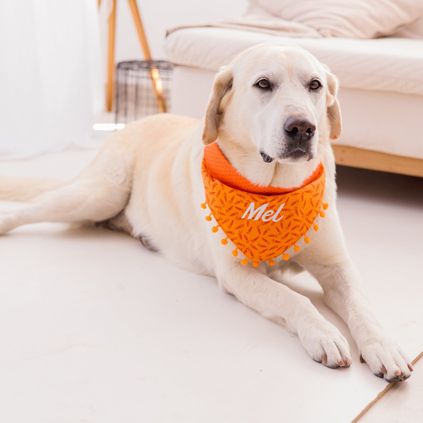 Bandana Personalizada Bunny - Cenouras